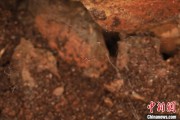 漯河江西发现蜘蛛新物种 为研究呵叻蛛属适应区域提供依据